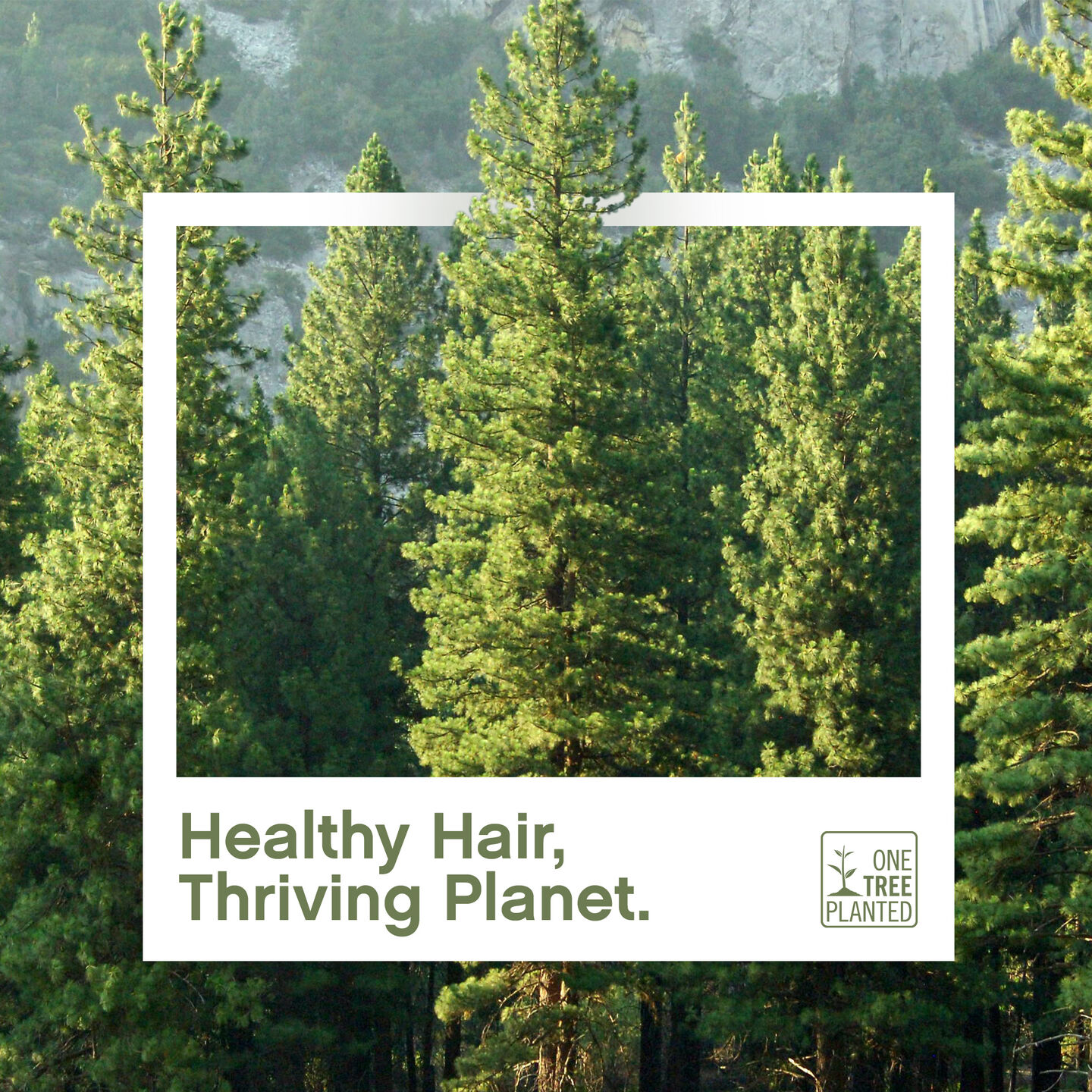 Pine forest scene highlighting One Tree Planted collaboration.